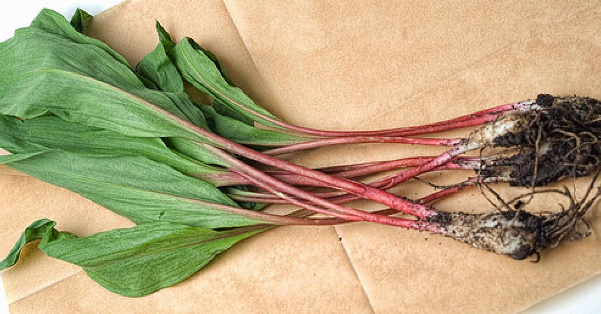 Chef Offers Tips On How To Forage In The Wild Wisconsin Public Radio